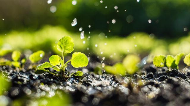 A close up of a plant growing out of soil